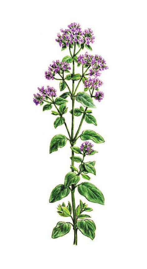 ДУШИЦА ОБЫКНОВЕННАЯ