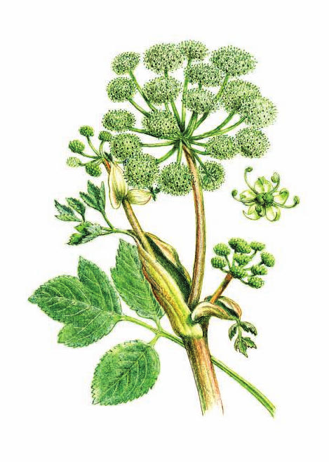 ДЯГИЛЬ АПТЕЧНЫЙ