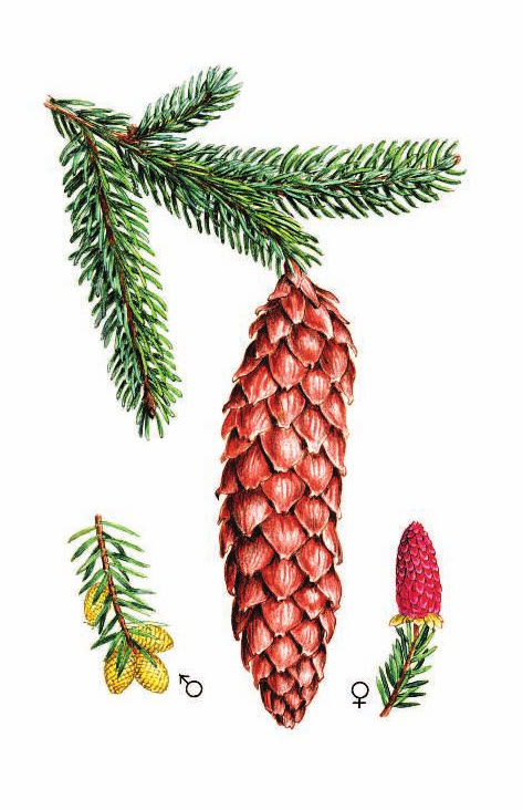 ЕЛЬ ОБЫКНОВЕННАЯ