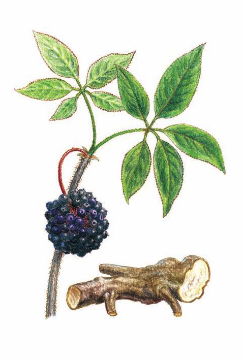 ЭЛЕУТЕРОКОКК КОЛЮЧИЙ