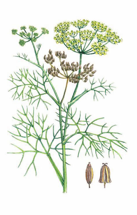 ФЕНХЕЛЬ ОБЫКНОВЕННЫЙ