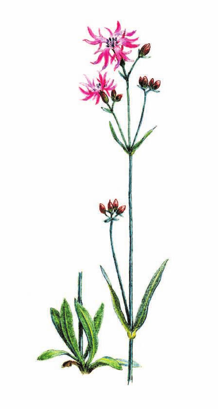 ГОРИЦВЕТ КУКУШКИН