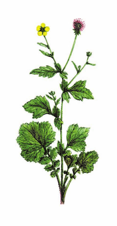 ГРАВИЛАТ ГОРОДСКОЙ