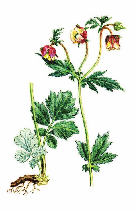 ГРАВИЛАТ РЕЧНОЙ