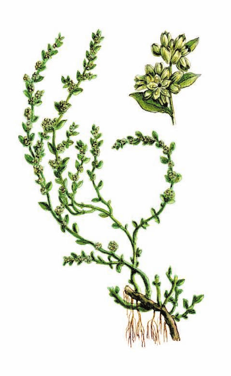 ГРЫЖНИК ГОЛЫЙ