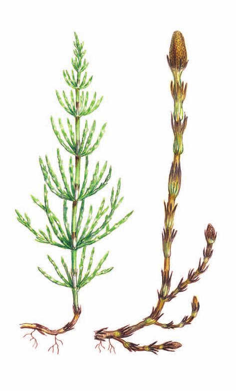 ХВОЩ ПОЛЕВОЙ