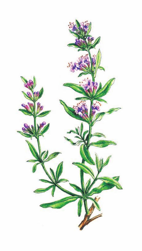 ИССОП ЛЕКАРСТВЕННЫЙ