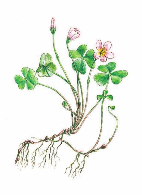 КИСЛИЦА ОБЫКНОВЕННАЯ