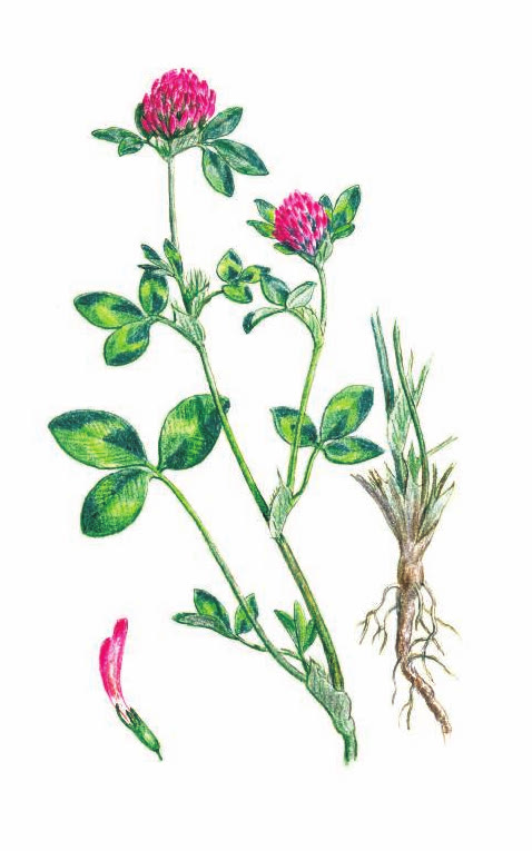 КЛЕВЕР КРАСНЫЙ