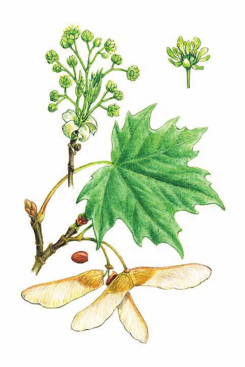 КЛЁН ОСТРОЛИСТНЫЙ