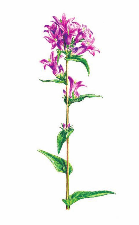 КОЛОКОЛЬЧИК СБОРНЫЙ