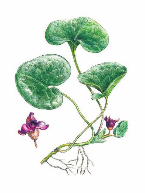 КОПЫТЕНЬ ЕВРОПЕЙСКИЙ