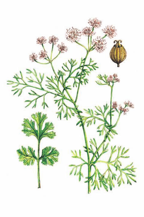 КОРИАНДР ПОСЕВНОЙ