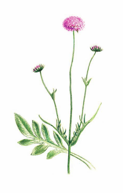 КОРОСТАВНИК ПОЛЕВОЙ