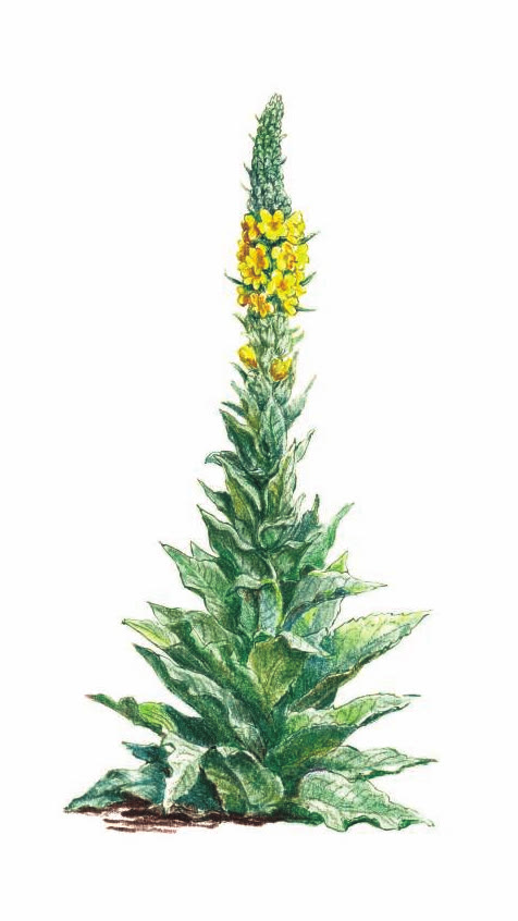 КОРОВЯК ГУСТОЦВЕТКОВЫЙ