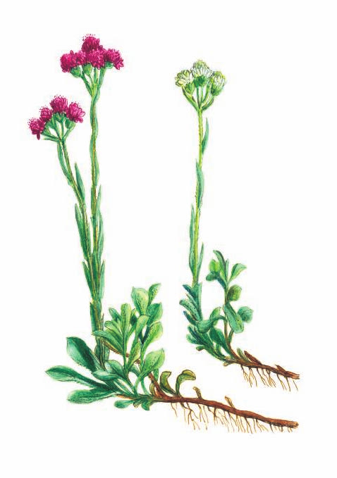 КОШАЧЬЯ ЛАПКА ДВУДОМНАЯ