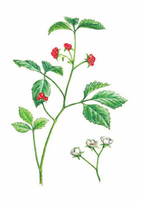 КОСТЯНИКА КАМЕНИСТАЯ