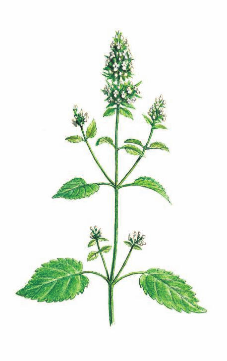 КОТОВНИК КОШАЧИЙ