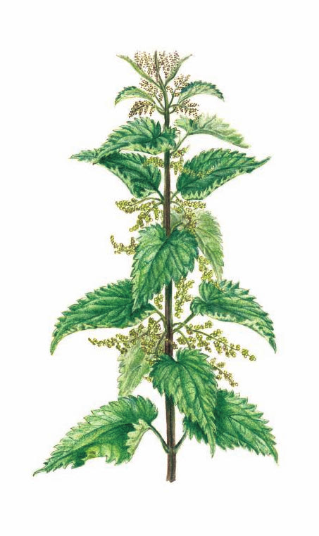 КРАПИВА ДВУДОМНАЯ