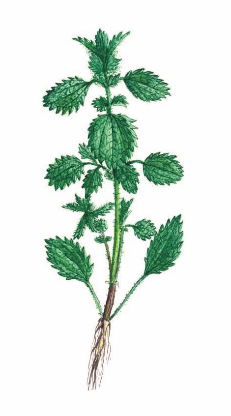 КРАПИВА ЖГУЧАЯ
