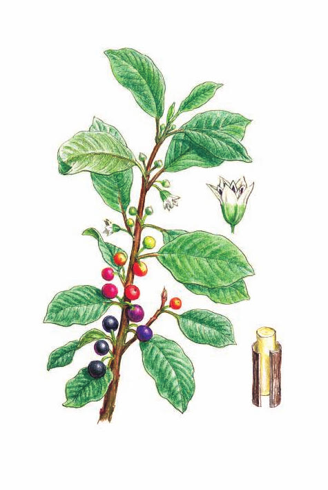 КРУШИНА ЛОМКАЯ