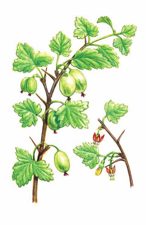 КРЫЖОВНИК ОТКЛОНЁННЫЙ