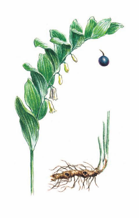 КУПЕНА ДУШИСТАЯ