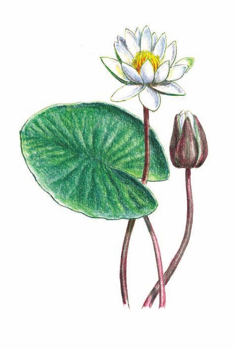 КУВШИНКА БЕЛАЯ