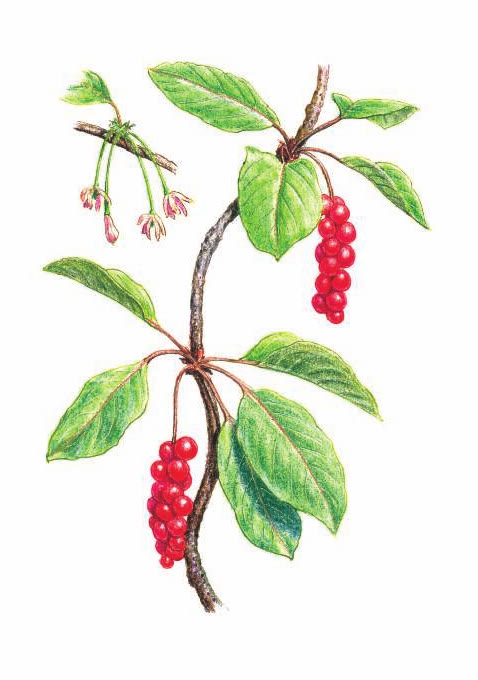 ЛИМОННИК КИТАЙСКИЙ