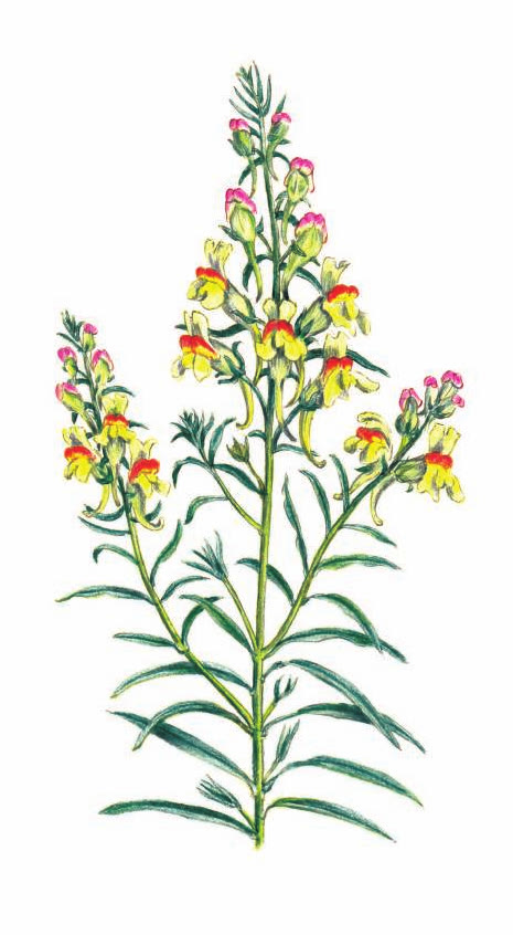 ЛЬНЯНКА ОБЫКНОВЕННАЯ