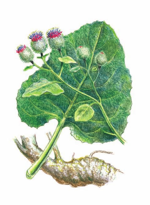 ЛОПУХ БОЛЬШОЙ