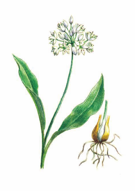 ЛУК ПОБЕДНЫЙ