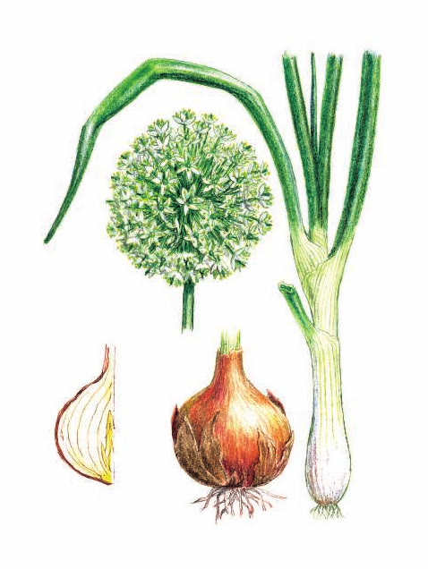 ЛУК РЕПЧАТЫЙ