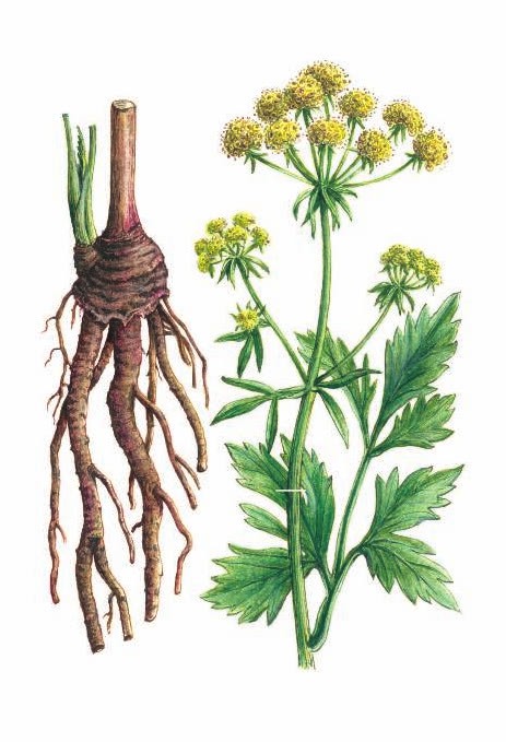 ЛЮБИСТОК ЛЕКАРСТВЕННЫЙ