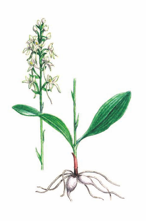 ЛЮБКА ДВУЛИСТНАЯ