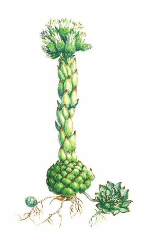 МОЛОДИЛО ОТПРЫСКОВОЕ