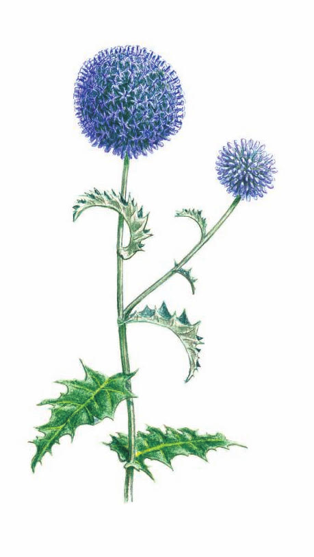 МОРДОВНИК ОБЫКНОВЕННЫЙ