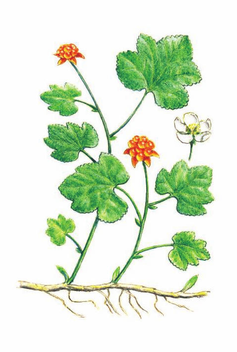 МОРОШКА ПРИЗЕМИСТАЯ