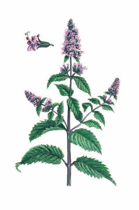 МЯТА ПЕРЕЧНАЯ