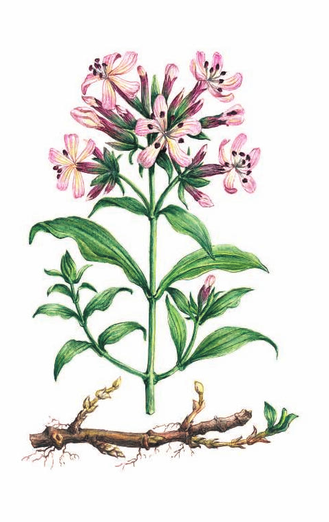 МЫЛЬНЯНКА ЛЕКАРСТВЕННАЯ