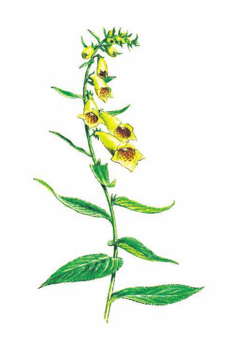 НАПЕРСТЯНКА КРУПНОЦВЕТКОВАЯ