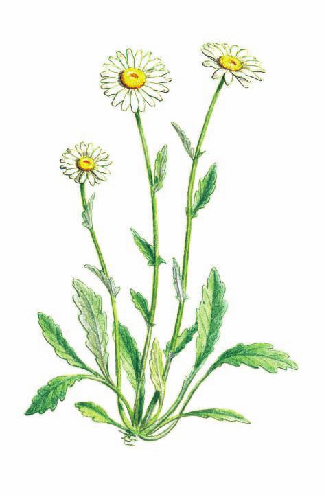 НИВЯНИК ОБЫКНОВЕННЫЙ