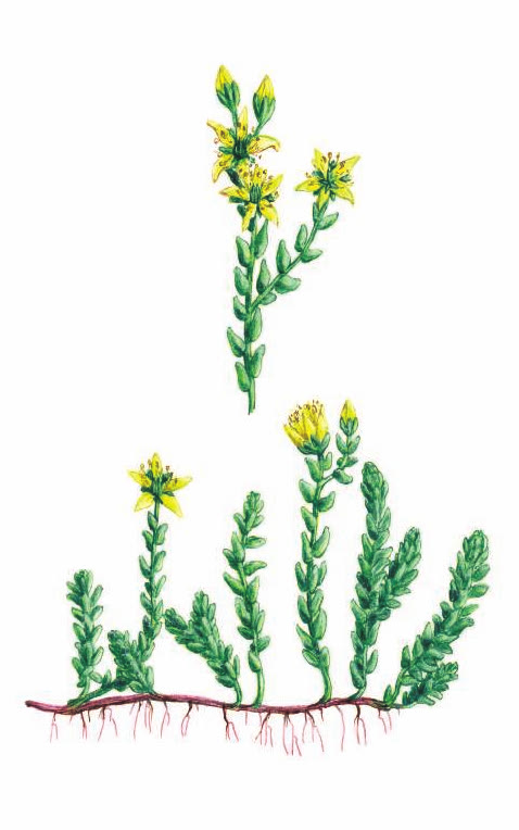 ОЧИТОК ЕДКИЙ