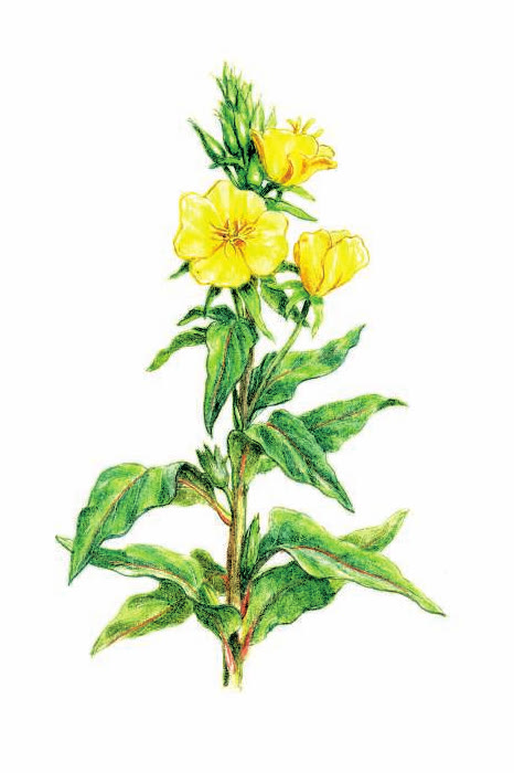 ОСЛИННИК ДВУЛЕТНИЙ