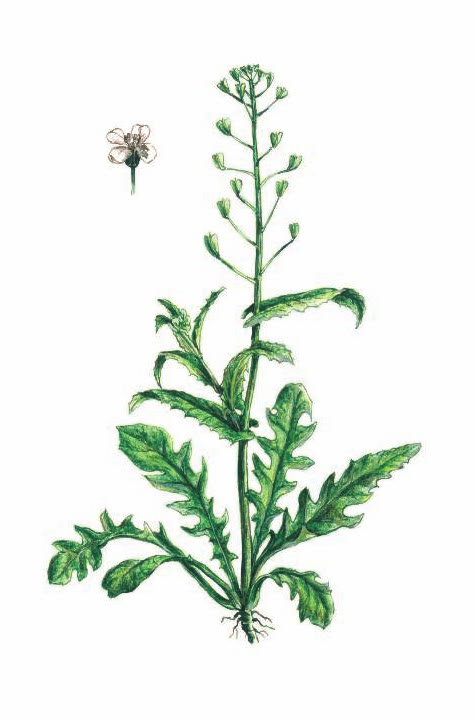 ПАСТУШЬЯ СУМКА