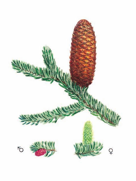 ПИХТА СИБИРСКАЯ