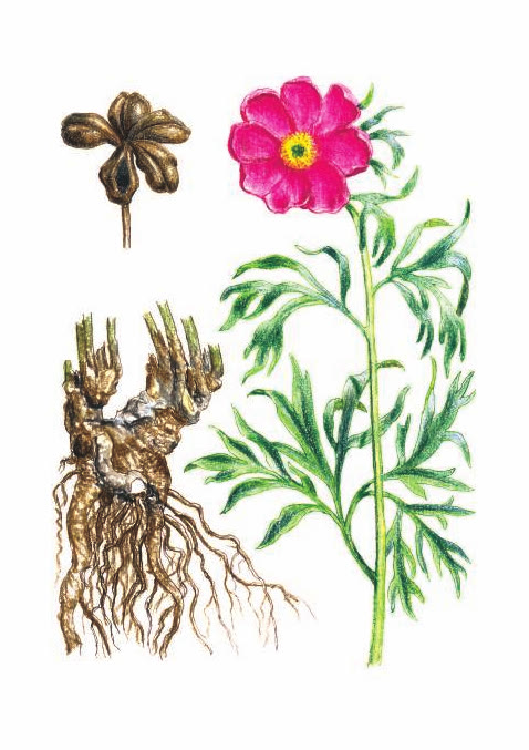 ПИОН УКЛОНЯЮЩИЙСЯ