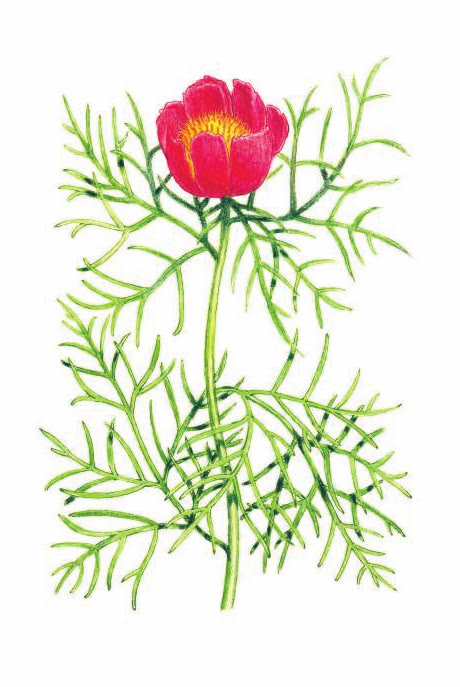 ПИОН УЗКОЛИСТНЫЙ