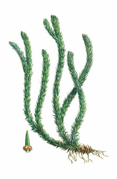 ПЛАУН-БАРАНЕЦ