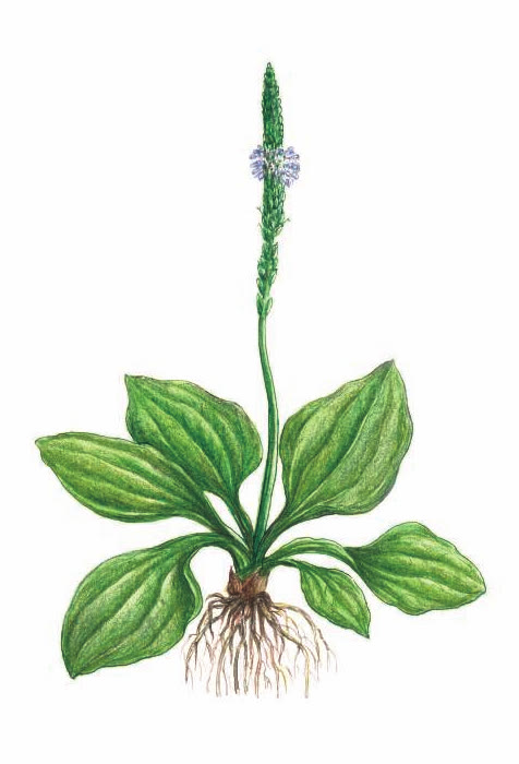 ПОДОРОЖНИК БОЛЬШОЙ